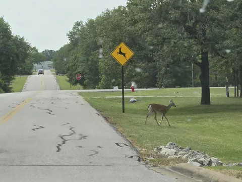 A deer crossing the road at a deer crossing sign.