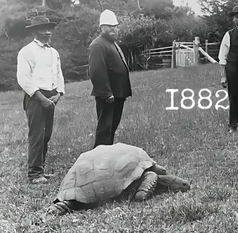 🔥 Jonathan the Tortoise is the oldest living land animal in the world.