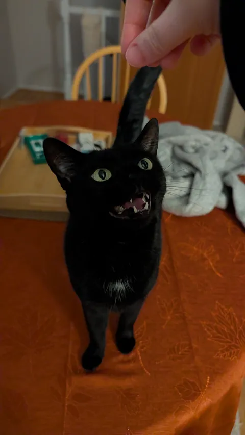 Where is the "off" button for all the yelling on these void models?