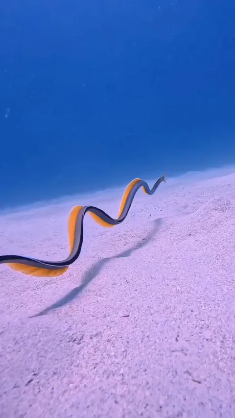 A beautiful ribbon eel