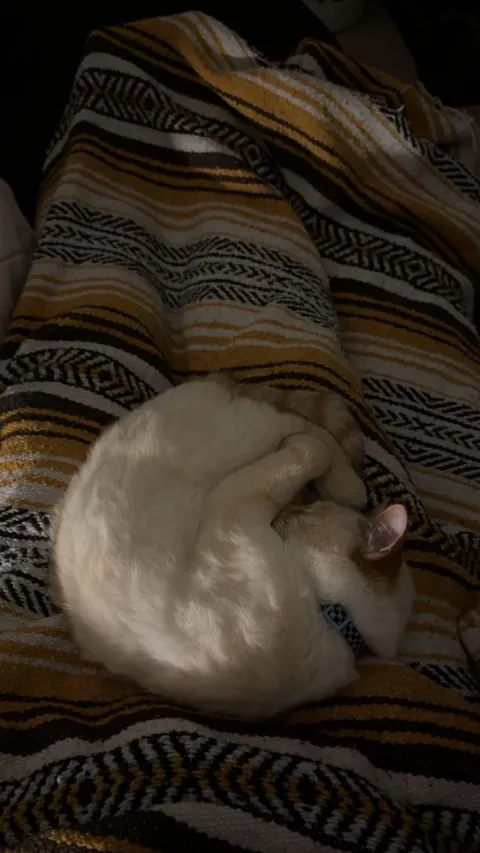 I just had top surgery :) and these two won’t leave my side