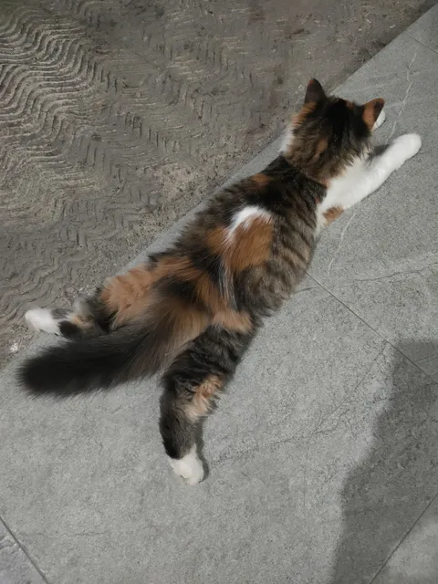 My cat is always laying around like a furry pancake 😆 especially after committing a crime and pretending she's innocent