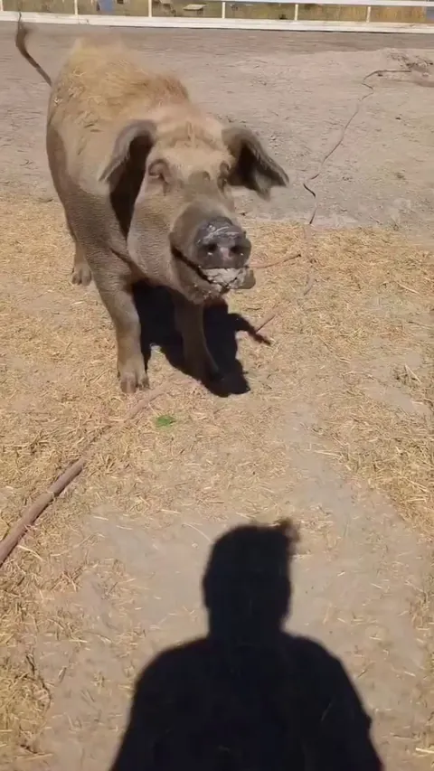 Betty gives rocks as presents