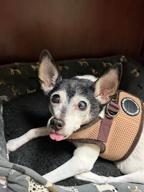 My happy 16-year-old Toy Fox Terrier. Blessed to be able to bring him to work with me everyday and enjoy every moment