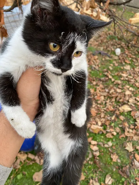 This moggy is a hero. After the barn went up in flames, she woke up the family, not only saving their lives but most of the animals too.