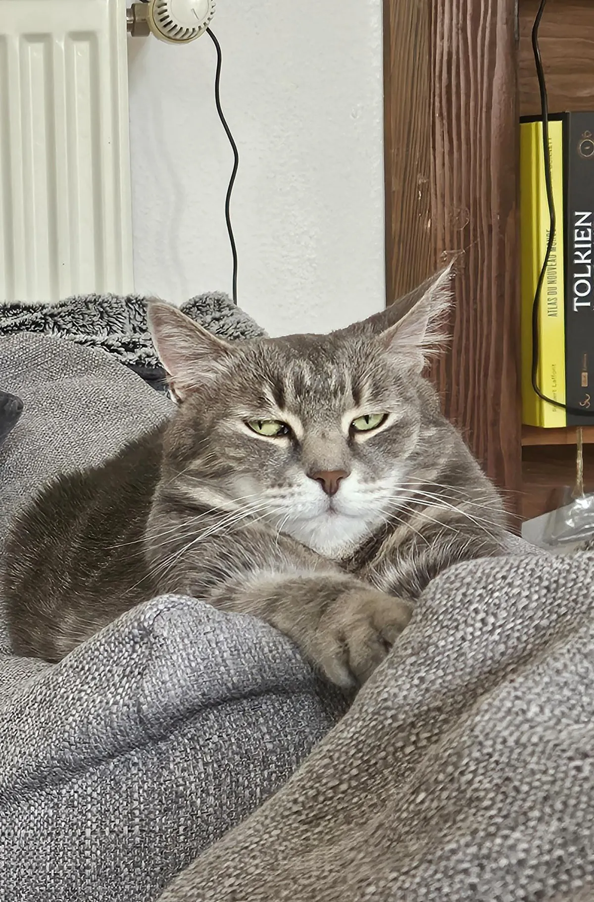 Meet my cat and her annoyed stare