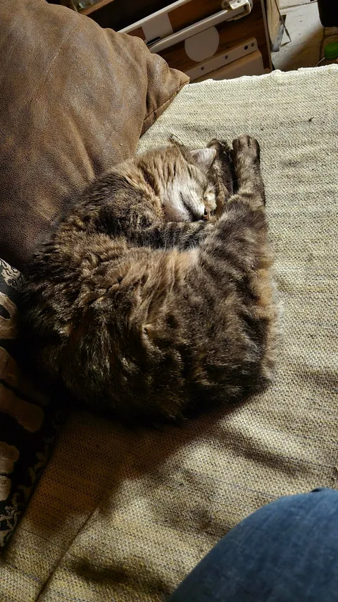 After 17 years, had to say goodbye to my friend today