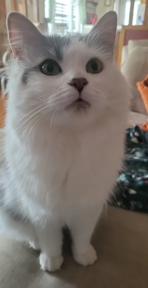 Today, for the first time, my cat—whom I adopted two years ago—climbed onto the couch and lay down next to me. It was such a small moment, but it meant the world to me 🩷