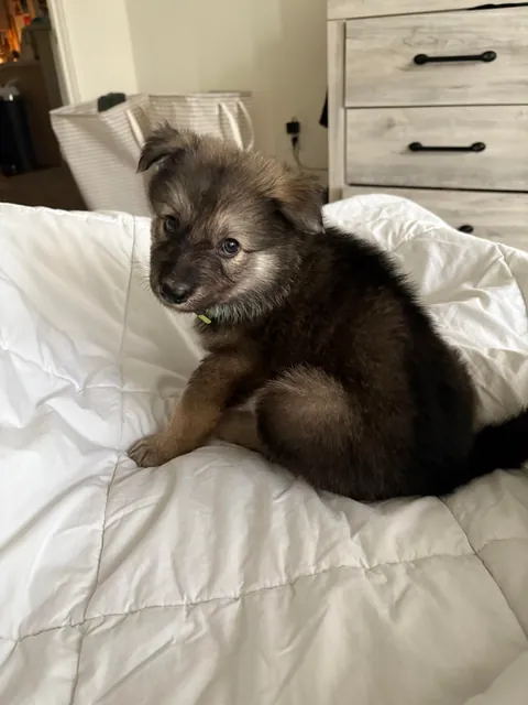 floofy potato fren was unexpectedly delivered with our DoorDash order 1 wk ago. He’s now our whole world :)