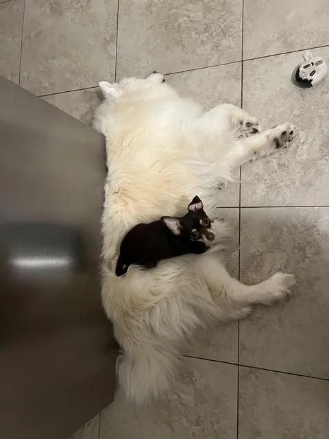 When the dog bed is actually a dog bed !