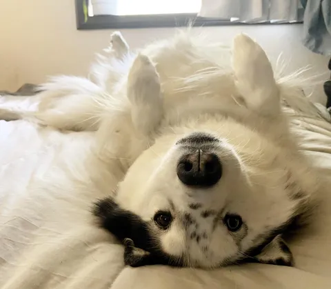 Almost 10 but she’s still very much a puppy