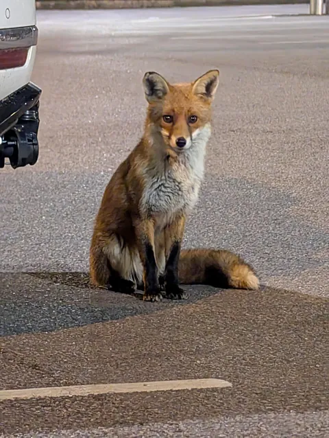 This cutie was hanging out in the supermarket carpark 🦊
