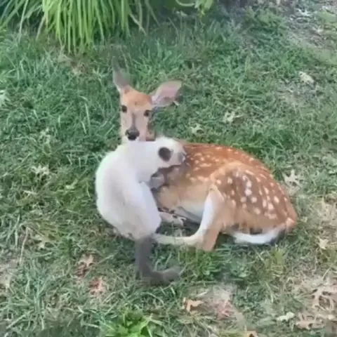 Friendly kitty and her deer friend