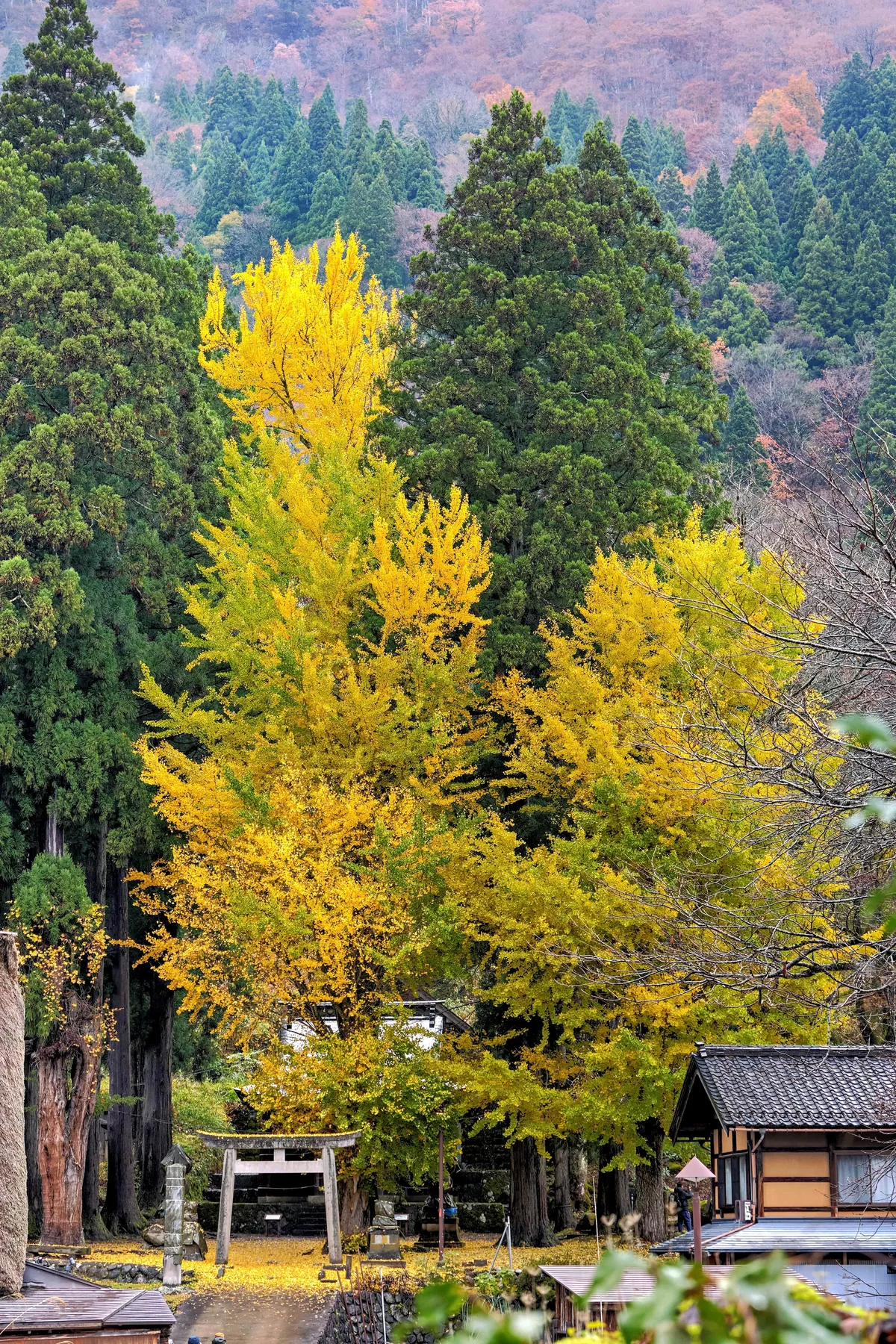 Fall colors in Japan
