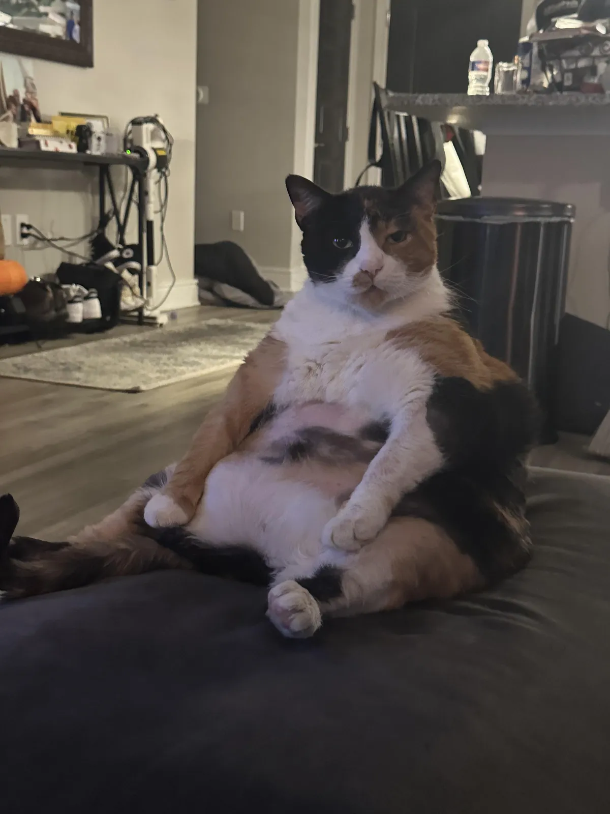 I can’t get my cat to lose weight 
