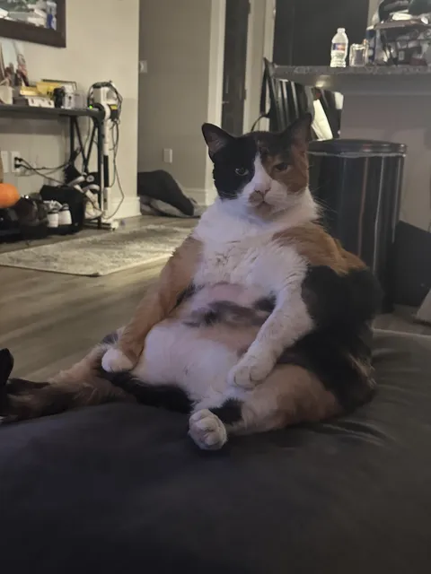 I can’t get my cat to lose weight 