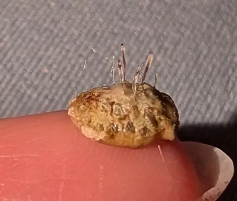 This fell off a week after my suspected scalp cancer removal… looks alive.