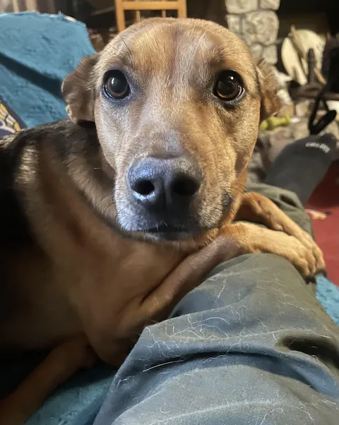 I was hanging out with another dog. When I got home, he knew it.