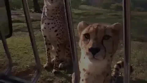 🔥Cheetahs meowing and purring at humans