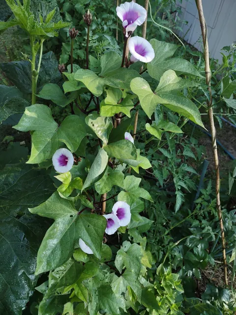 My purple sweet potatoes are flowering.
