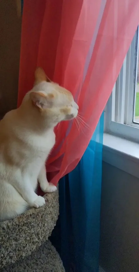 He likes to chew the curtains but knows he gets in trouble for that, so he chews the air in front of the curtains instead.