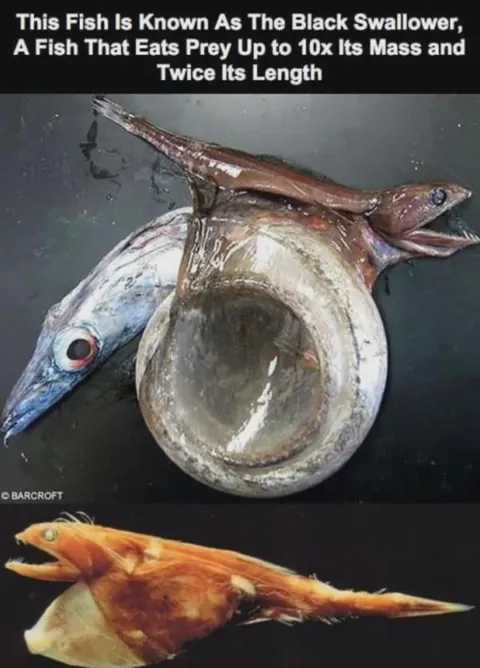 The black swallower (Chiasmodon niger) is a deep-sea fish famous for its ability to consume prey much larger than itself.