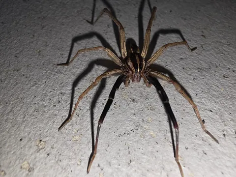 Was in garage when this wolf spider dropped by. It was chill and let me take a bunch of close-ups