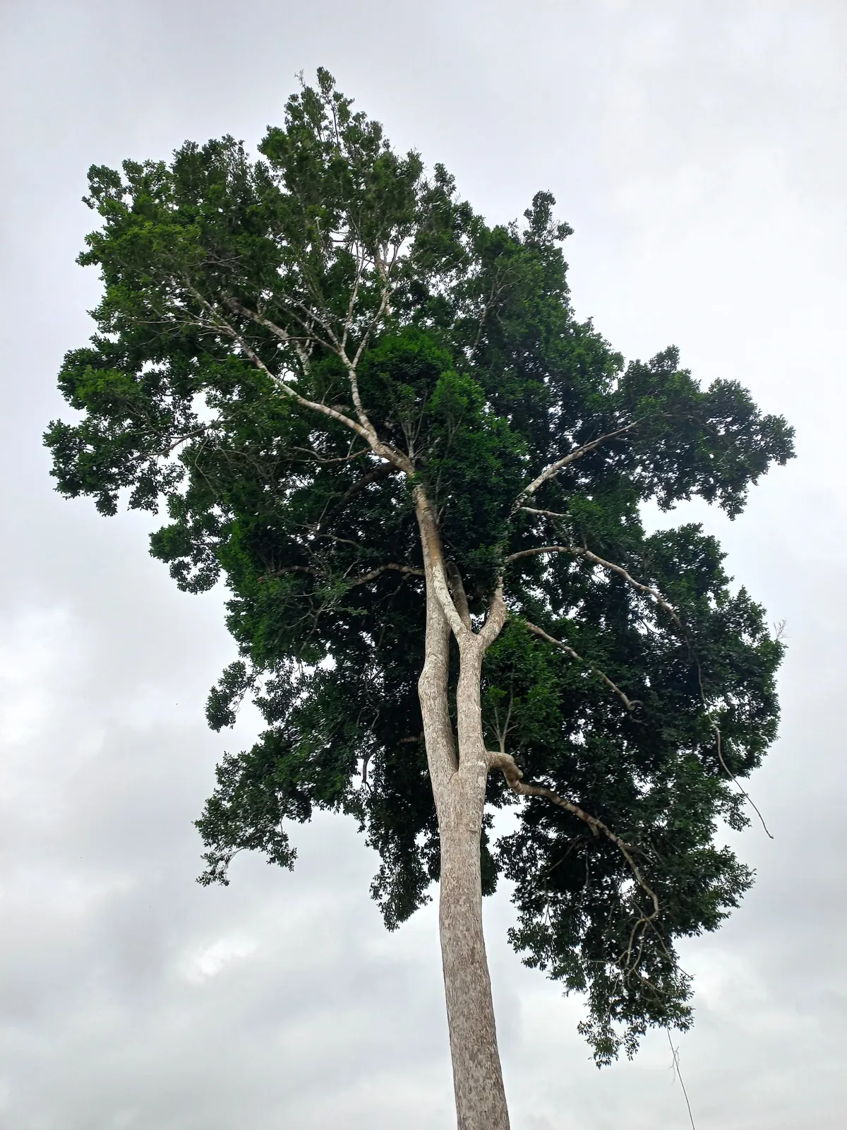 Pics from my two trips to Gabon in central Africa (Aug 2024&amp;2025)