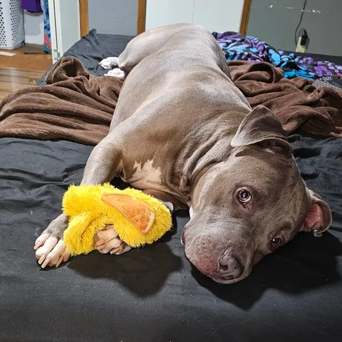 Just a good boy and his duck