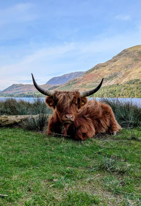 ITAP of a Highland Cow in the Lake District