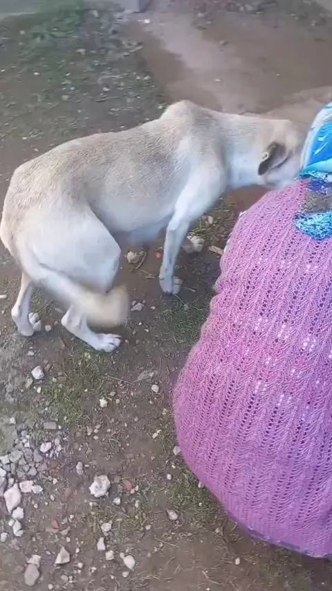 Mama dog showing gratitude to the kind woman feeding her family
