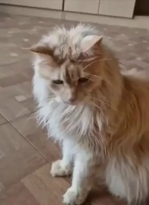 "ha, the stupid hooman fell for dis"