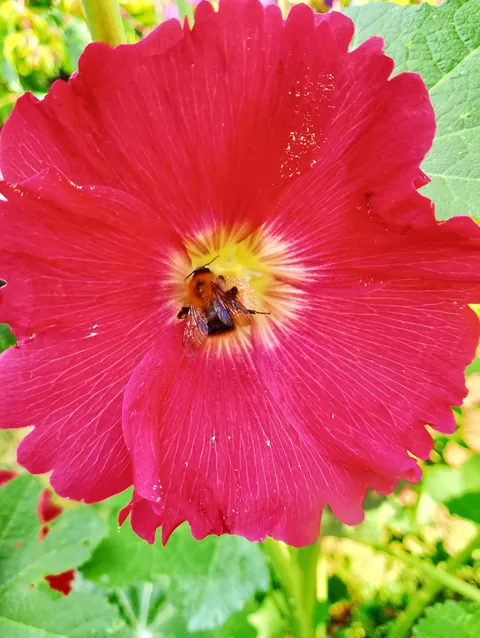 Summer flowers