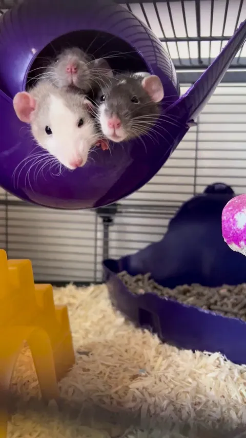 I wish I could shrink down so I could join them