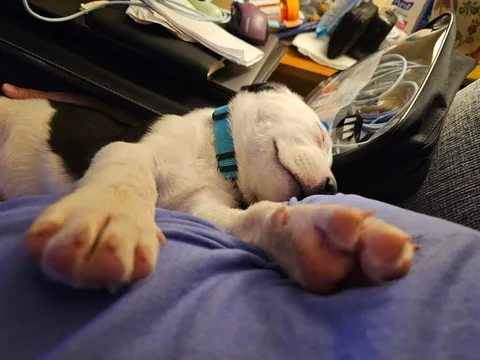 Walton Doggins says henlo!!