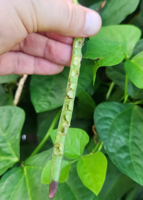 What's eating my black eye peas?