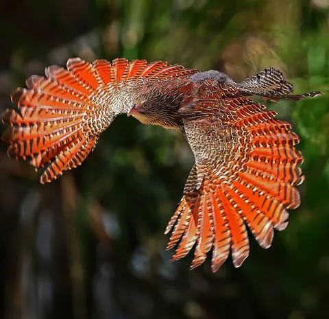 🔥 Pheasant Coucal, Humpty Doo, Northern Territory Australia. Credit Garry Watters.