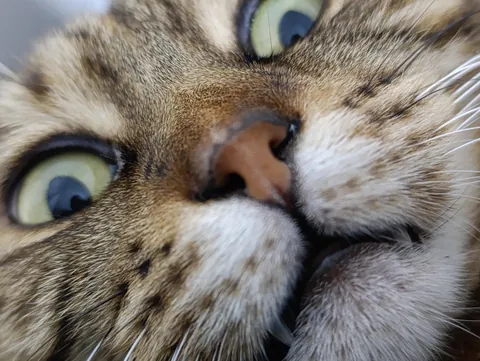 Ladies and Gents, meet Pixel.