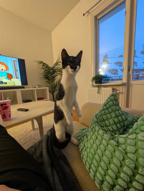 My first ever cat, i love her so much