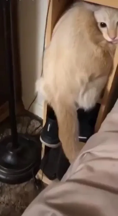 He thought I wouldn't notice him.