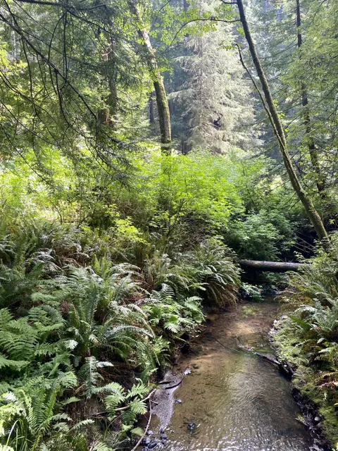 🔥Lush N. California forest