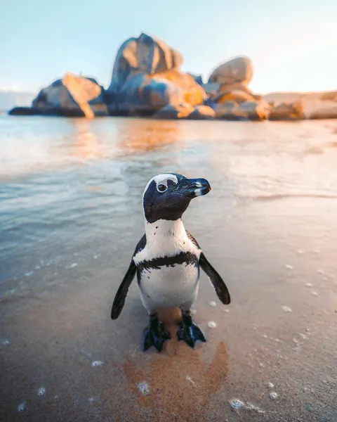 🔥 A penguin on the shore of South Africa. 🔥