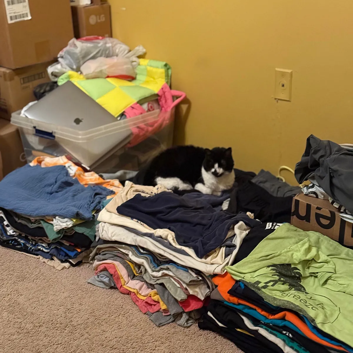 Why does she do this? There clean (been clean so it’s not recent laundry)…she has beds she loves but she has started to do this. Any particular reason why?