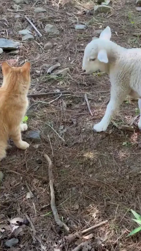 Little lamb befriends cat