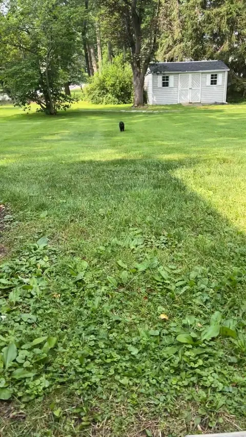 This beauty crossed my path today on Friday the 13th! What a wonderful day!