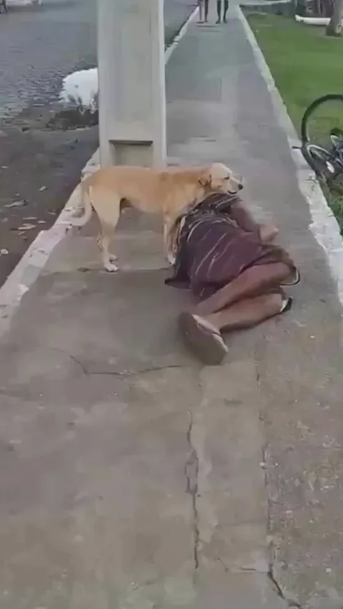 Man’s best friend