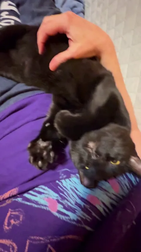 UPDATE: Desi still likes belly rubs 61 days later ♥️♥️