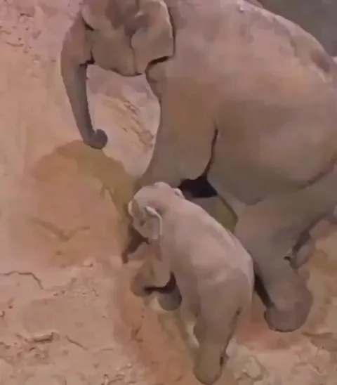 Mother Elephant and her baby sleeping together.