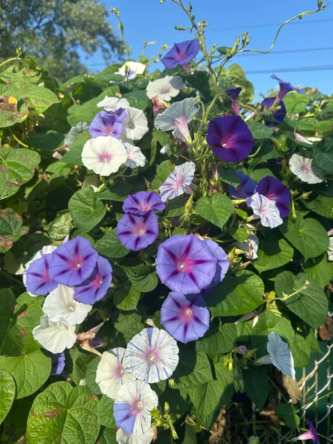 I love waking up to so many morning glories blooming every day. Idk why people don’t think this plant, it’s beautiful 😍