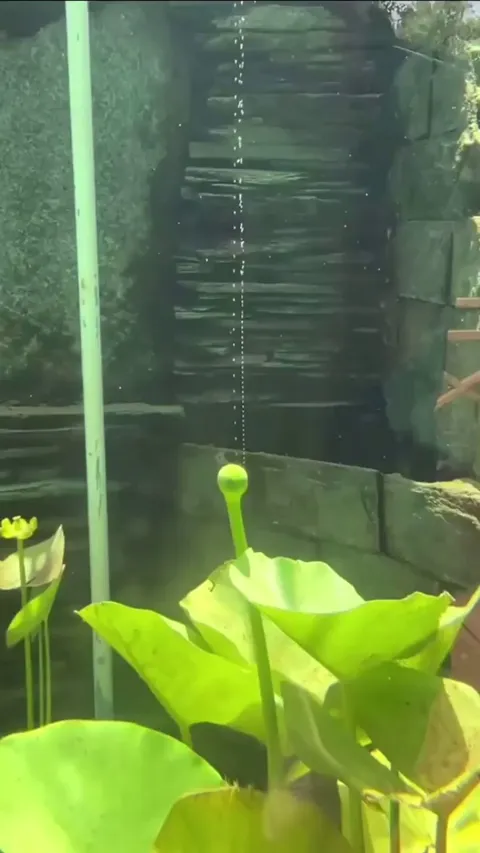 Oxygen production of a plant visible in water.